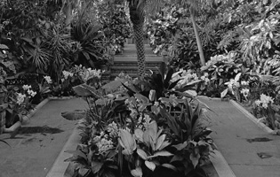 Greenhouse