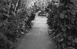 Greenhouse