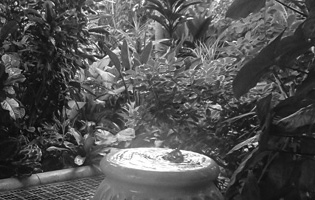 Greenhouse