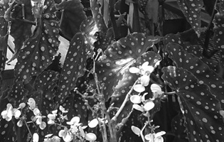Greenhouse