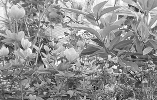 Greenhouse