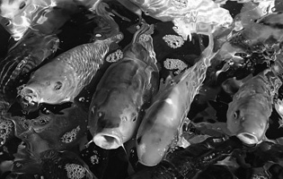 Koi
